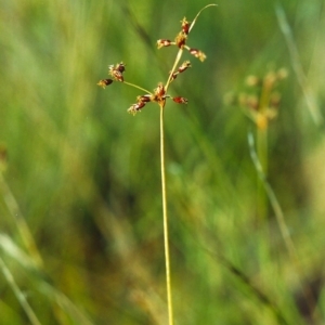 Fimbristylis dichotoma at Conder, ACT - 2 Dec 1999