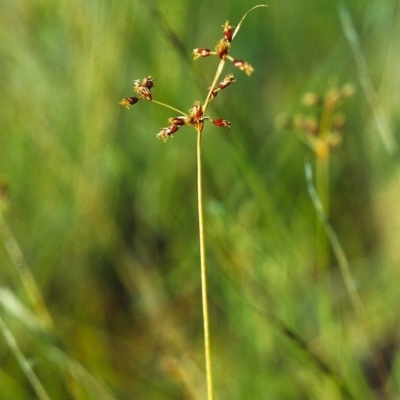 Fimbristylis dichotoma (A Sedge) at Tuggeranong Hill - 1 Dec 1999 by michaelb