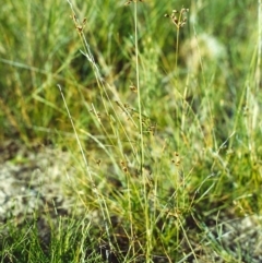 Fimbristylis dichotoma (A Sedge) at Conder, ACT - 1 Dec 1999 by michaelb
