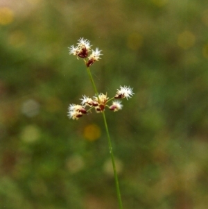 Fimbristylis dichotoma at Conder, ACT - 11 Jan 2000