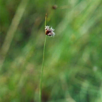 Fimbristylis dichotoma (A Sedge) at Tuggeranong Hill - 15 Feb 2000 by michaelb