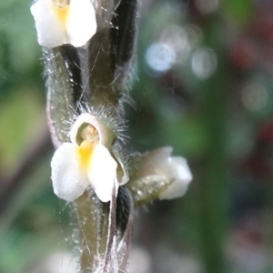 Zeuxine oblonga at Heritage Park Bushland Reserve - suppressed