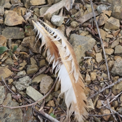 Unidentified Bird of prey at Red Hill Nature Reserve - 29 Jul 2019 by LisaH