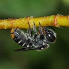 Megachile (Hackeriapis) oblonga at Evatt, ACT - 23 Dec 2017