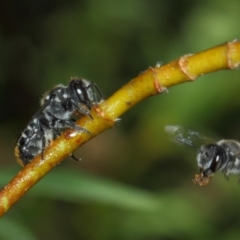 Megachile (Hackeriapis) oblonga at Evatt, ACT - 23 Dec 2017