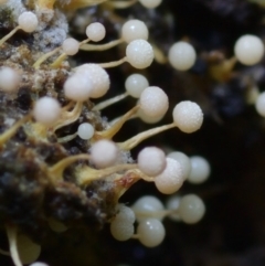 Physarum globuliferum at Box Cutting Rainforest Walk - 28 Feb 2011 by Teresa