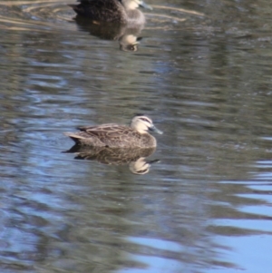 Anas superciliosa at Gundaroo, NSW - 26 Jun 2019 11:52 AM