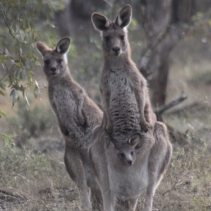 Macropus giganteus at Gundaroo, NSW - 23 Jun 2019