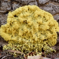 Fuligo septica (Scrambled egg slime) at Dalmeny, NSW - 16 Feb 2019 by Teresa