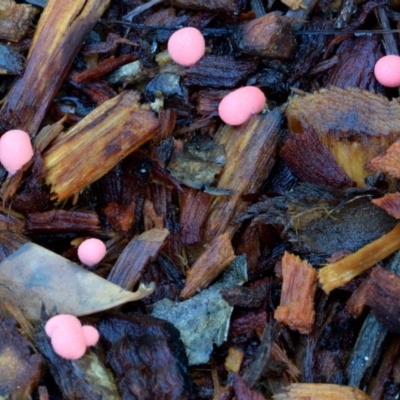 Lycogala epidendrum (Wolf's milk) at Dalmeny, NSW - 8 Feb 2019 by Teresa