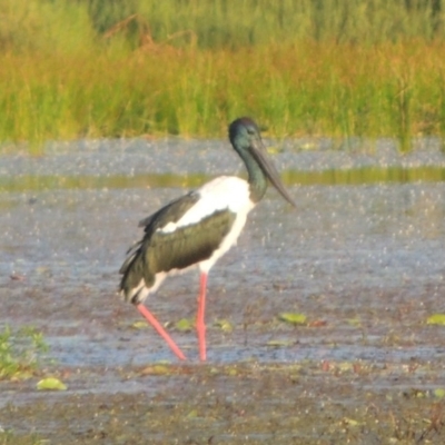 Ephippiorhynchus asiaticus (Black-necked Stork) at Lake MacDonald, QLD - 20 Jan 2019 by DonnaTomkinson