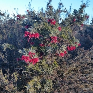 Grevillea alpina at Yass River, NSW - 16 Jul 2019