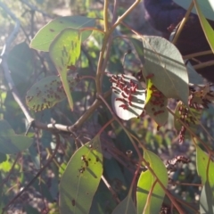 Apiomorpha sp. (genus) (A gall forming scale) at Yass River, NSW - 16 Jul 2019 by SenexRugosus