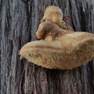 Laetiporus portentosus at Yass River, NSW - 7 Jun 2019