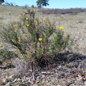 Xerochrysum viscosum at Yass River, NSW - 4 May 2019 11:03 AM