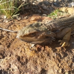 Pogona barbata (Eastern Bearded Dragon) at Rugosa - 25 Apr 2019 by SenexRugosus