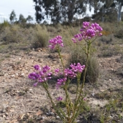 Comesperma ericinum (Heath Milkwort) at Rugosa - 9 Nov 2018 by SenexRugosus