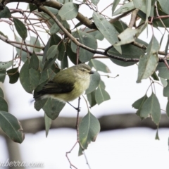 Smicrornis brevirostris (Weebill) at Deakin, ACT - 19 Jul 2019 by BIrdsinCanberra