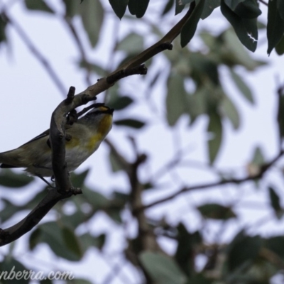 Pardalotus striatus (Striated Pardalote) at Deakin, ACT - 20 Jul 2019 by BIrdsinCanberra