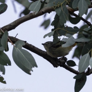 Pardalotus punctatus at Deakin, ACT - 20 Jul 2019