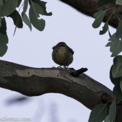 Pardalotus punctatus at Deakin, ACT - 20 Jul 2019