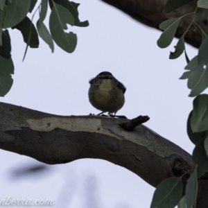 Pardalotus punctatus at Deakin, ACT - 20 Jul 2019 08:37 AM