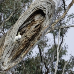 Cacatua galerita (Sulphur-crested Cockatoo) at Deakin, ACT - 20 Jul 2019 by JonSteinbeck