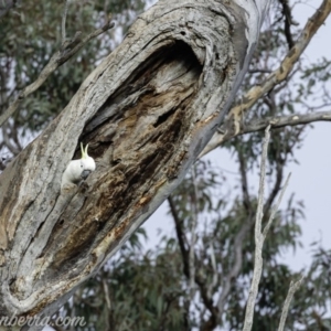 Cacatua galerita at Deakin, ACT - 20 Jul 2019 08:50 AM