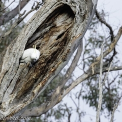 Cacatua galerita at Deakin, ACT - 20 Jul 2019 08:50 AM