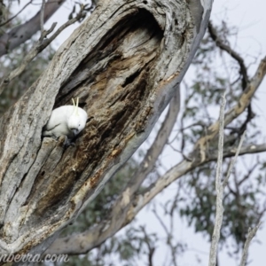 Cacatua galerita at Deakin, ACT - 20 Jul 2019