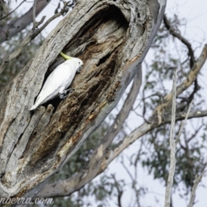 Cacatua galerita at Deakin, ACT - 20 Jul 2019 08:50 AM