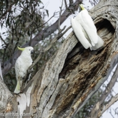 Cacatua galerita at Deakin, ACT - 20 Jul 2019 08:50 AM