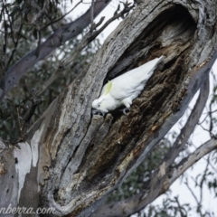 Cacatua galerita at Deakin, ACT - 20 Jul 2019 08:50 AM