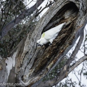 Cacatua galerita at Deakin, ACT - 20 Jul 2019 08:50 AM