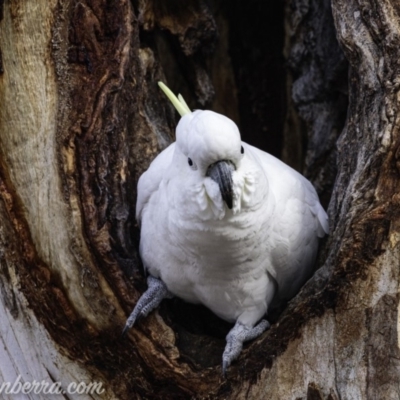 Cacatua galerita (Sulphur-crested Cockatoo) at Hughes, ACT - 20 Jul 2019 by JonSteinbeck