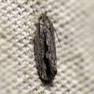 Agriophara platyscia at O'Connor, ACT - 13 Feb 2018