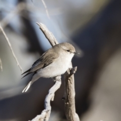 Microeca fascinans (Jacky Winter) at Michelago, NSW - 19 Jul 2019 by Illilanga