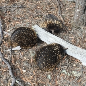 Tachyglossus aculeatus at Majura, ACT - 26 Jul 2019 12:02 PM