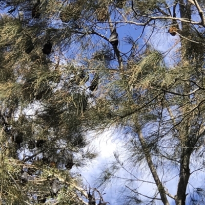 Pteropus poliocephalus (Grey-headed Flying-fox) at Wallace Park Bushland Reserve - 30 Jul 2019 by JBudgie