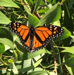 Danaus plexippus (Monarch) at Tewantin, QLD - 30 Jul 2019 by JBudgie