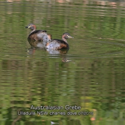 Tachybaptus novaehollandiae (Australasian Grebe) at Ulladulla, NSW - 25 Jul 2019 by CharlesDove