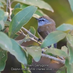 Gerygone mouki (Brown Gerygone) at Dolphin Point, NSW - 23 Jul 2019 by CharlesDove