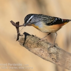 Pardalotus punctatus (Spotted Pardalote) at Ulladulla, NSW - 27 Jul 2019 by Charles Dove
