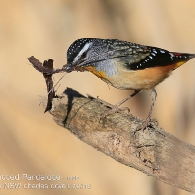 Pardalotus punctatus (Spotted Pardalote) at Ulladulla, NSW - 27 Jul 2019 by Charles Dove