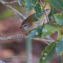 Acanthiza lineata (Striated Thornbill) at Dolphin Point, NSW - 23 Jul 2019 by Charles Dove