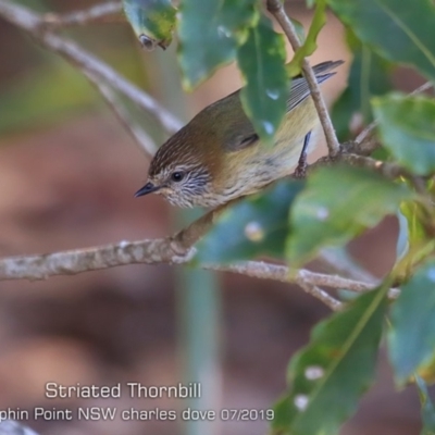 Acanthiza lineata (Striated Thornbill) at Dolphin Point, NSW - 24 Jul 2019 by CharlesDove