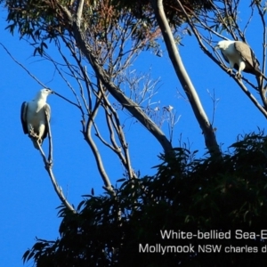 Haliaeetus leucogaster at Mollymook, NSW - 24 Jul 2019 12:00 AM