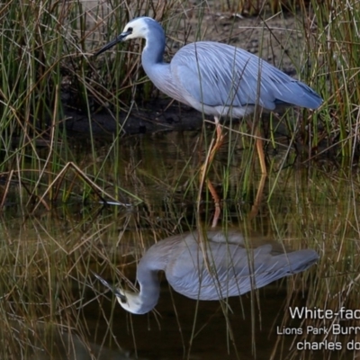 Egretta novaehollandiae (White-faced Heron) at Burrill Lake, NSW - 28 Jul 2019 by CharlesDove