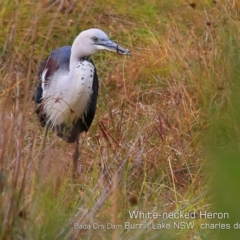 Ardea pacifica (White-necked Heron) at Burrill Lake, NSW - 28 Jul 2019 by CharlesDove