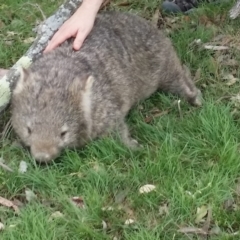Vombatus ursinus (Bare-nosed Wombat) at Gundaroo, NSW - 17 Oct 2015 by Gunyijan